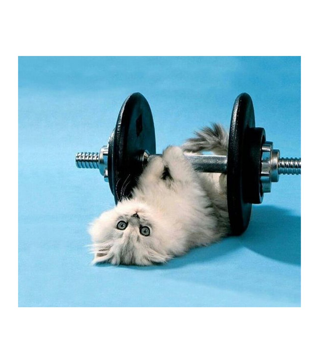 gentleeeeeeecat's tweet photo. 💪😼 https://t.co/92Ntl6ALXs