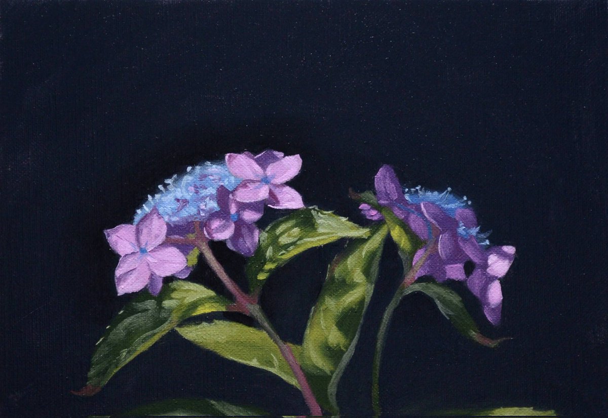 「短時間で描いた山紫陽花。 1枚目、油彩。 2枚目、水彩。 3枚目、色鉛筆。 4枚」|Naoya Ohtaniのイラスト