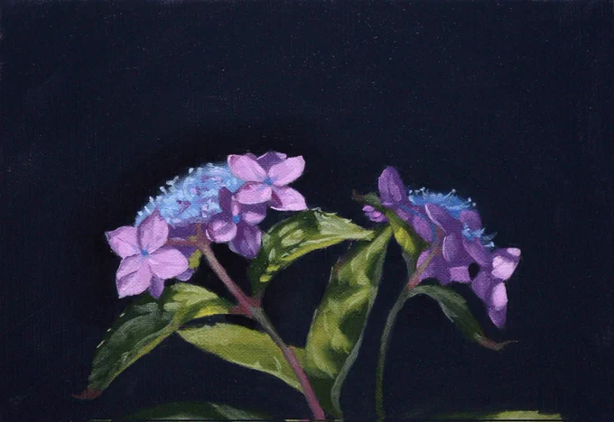短時間で描いた山紫陽花。 1枚目、油彩。 2枚目、水彩。 3枚目、色鉛筆。 4枚目、鉛筆。