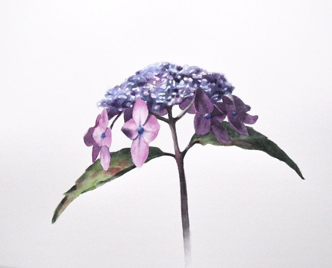 「紫陽花 シンプルな背景」のTwitter画像/イラスト(新着)