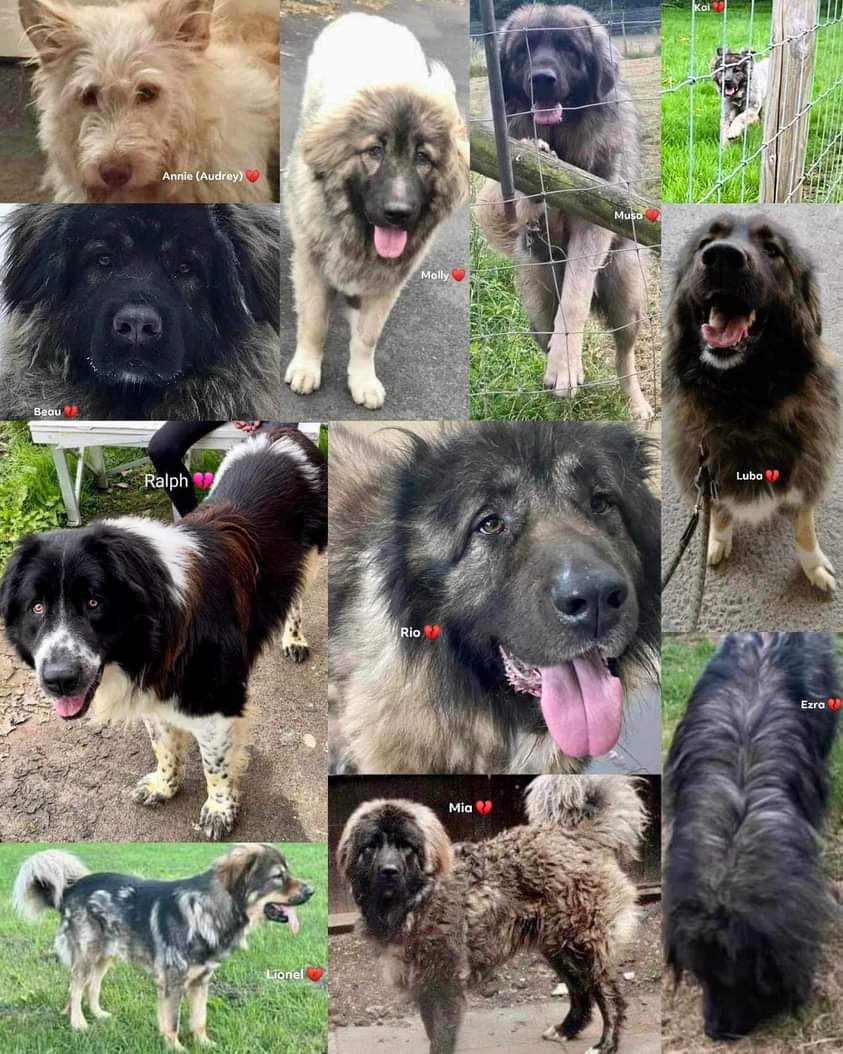 All the lives of these dogs mattered. We need to know why Monmouthshire Council believed the Lost Souls Sanctuary needed to be raided, why 11 dogs were euthanised on the spot & what has happened to dogs they took away. People are rightly angry & concerned at the wall of silence &
