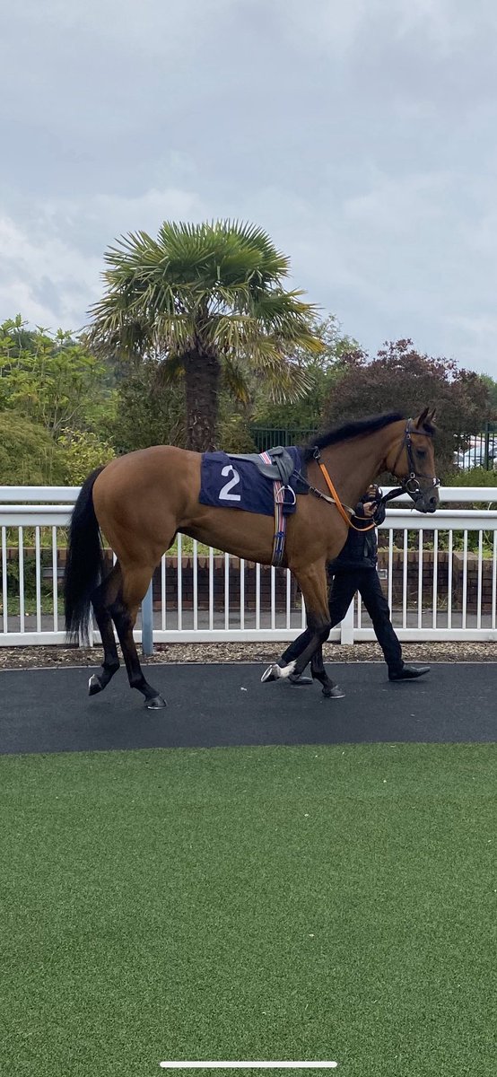 Long drive to Ffos Las today to see my young star hopefully go one better, form boosted well yesterday so hopeful of a big run. Run well and come home safe and sound fella, @davidprobert9 does the steering for @ivanfurtado21 #BMU🏇🏻🏇🏻