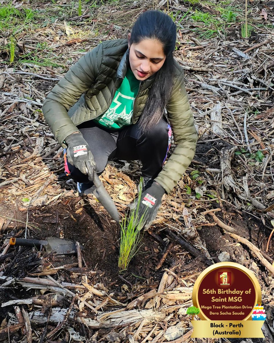 DSSNewsUpdates's tweet image. Dera Sacha Sauda volunteers from Perth, Australia marked Saint Dr. Gurmeet Ram Rahim Singh Ji Insan's 56th birthday by planting saplings🌱. A celebration rooted in care for our planet! 🌍 #56thBirthday #SaintDrMSG #DeraSachaSauda #TreePlantation