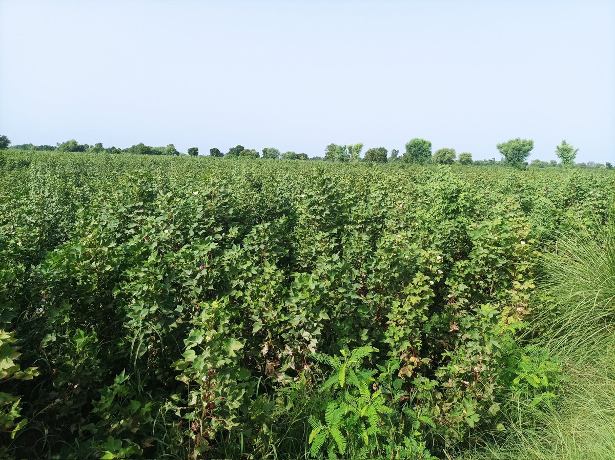 GAZardari's tweet photo. My Cotton Crop
#COTTON
#Textile
#GoGreenwithUS https://t.co/wNOq5oYrJX
