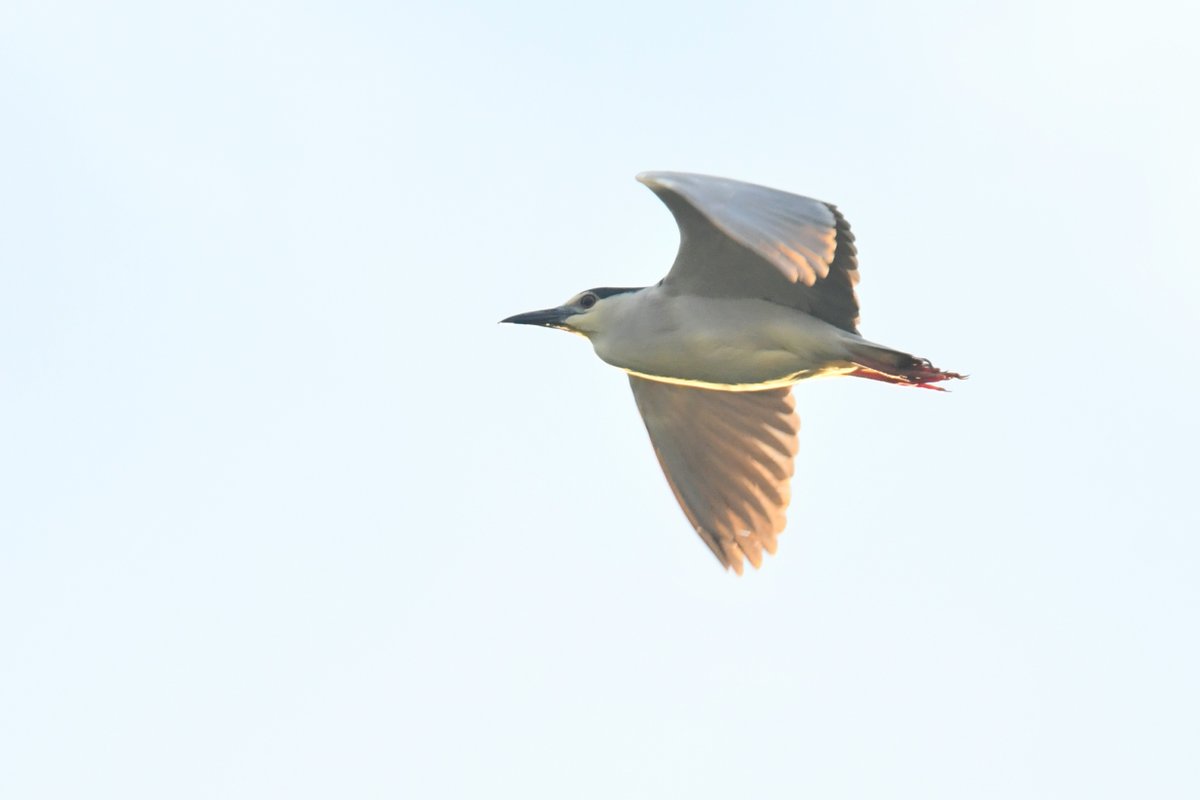 Good views of the Night Heron at Exe Valley Park, Exeter this morning.