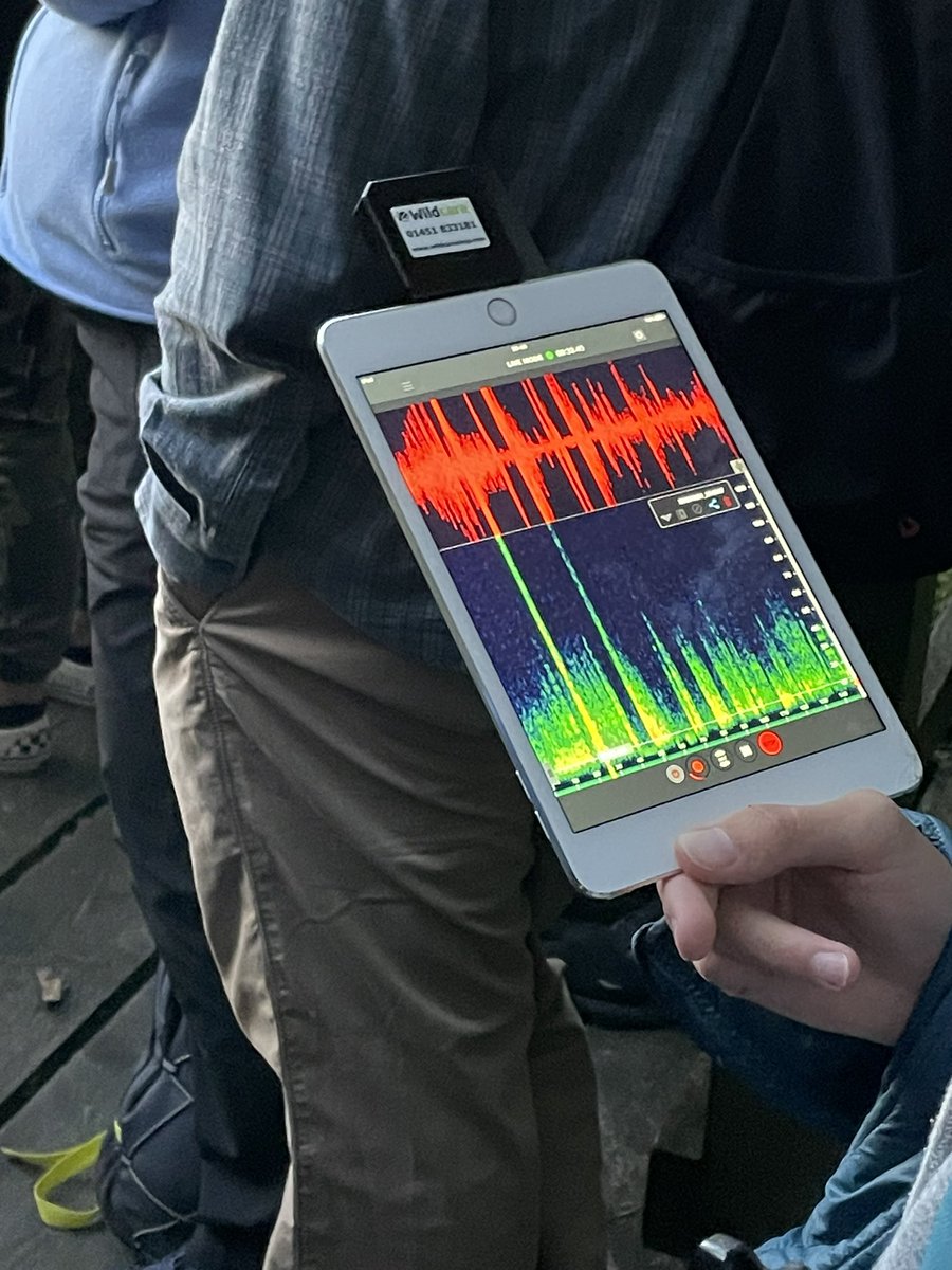 CentreBraunton's tweet photo. We had a great time last night out learning about bats on our bat walk up around the Beacon. 🦇🦋🦇
As dusk drew in we used bat detectors to identify some of the bats swooping about using their echolocation skills to feed on flying moths & insects. 🐞🪰
#connect2nature https://t.co/ApAuaGsHVn