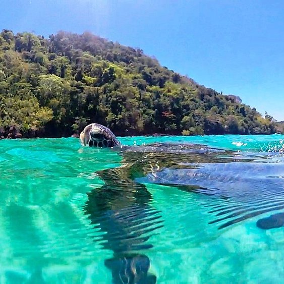 Sea turtle seen at nosy Sakatia.

mada-books.com/nosy-be

#nosysakatia #island #diving #snorkeling #sea #seaturtle #naturephotography #placetovisit #placetogo #travelling #destinationtravel #madabooksedition #madagascar