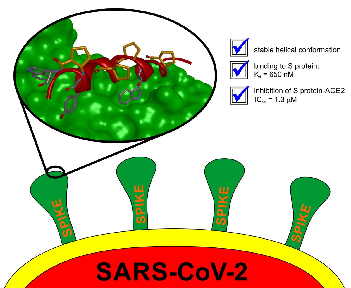 BerlickiLab (@berlickilab) on Twitter photo In a new paper <a href="/tandfonline/">Taylor & Francis Research Insights</a>, we present a computer-aided design and synthesis of helical peptide foldamers, as well as an evaluation of their binding to RDB of the S protein and inhibition of the S protein/ACE2 interaction:
tandfonline.com/doi/full/10.10… In a new paper <a href="/tandfonline/">Taylor & Francis Research Insights</a>, we present a computer-aided design and synthesis of helical peptide foldamers, as well as an evaluation of their binding to RDB of the S protein and inhibition of the S protein/ACE2 interaction:
tandfonline.com/doi/full/10.10…