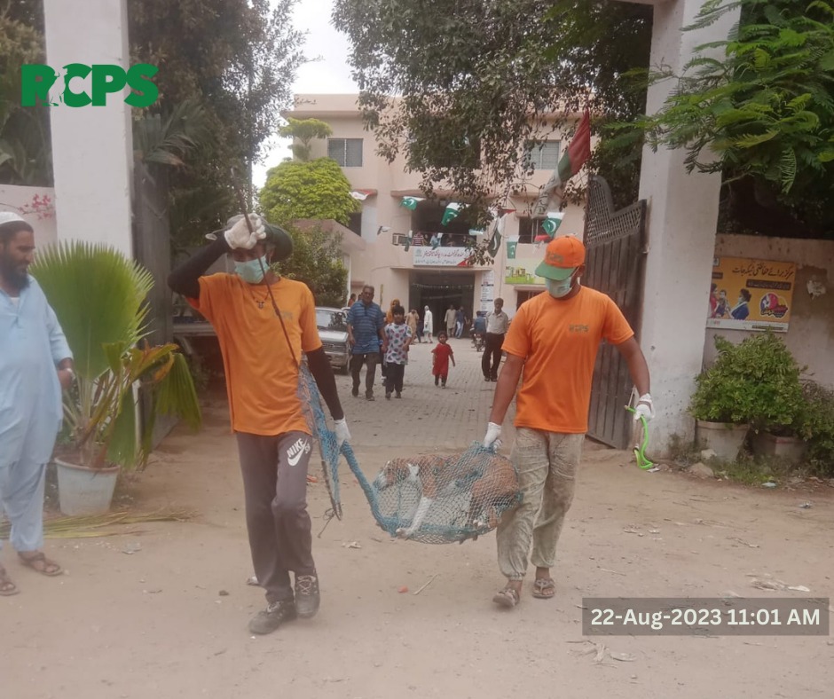 RCPSindh's tweet photo. Day 440 ~ ✅ Catch ✅ Vaccinate ✅ Collar ✅ Mark ✅ Record

Orange Army in action at:

📍Samad Clinic Hill Park UC 2, Karachi.
📍 Khatri Housing Society, District East, Karachi.
📍 North Nizamabad Police Station near Asghar Ali Shah Stadium, District Central, Karachi.

#RCPS https://t.co/N3oTkvK4RE