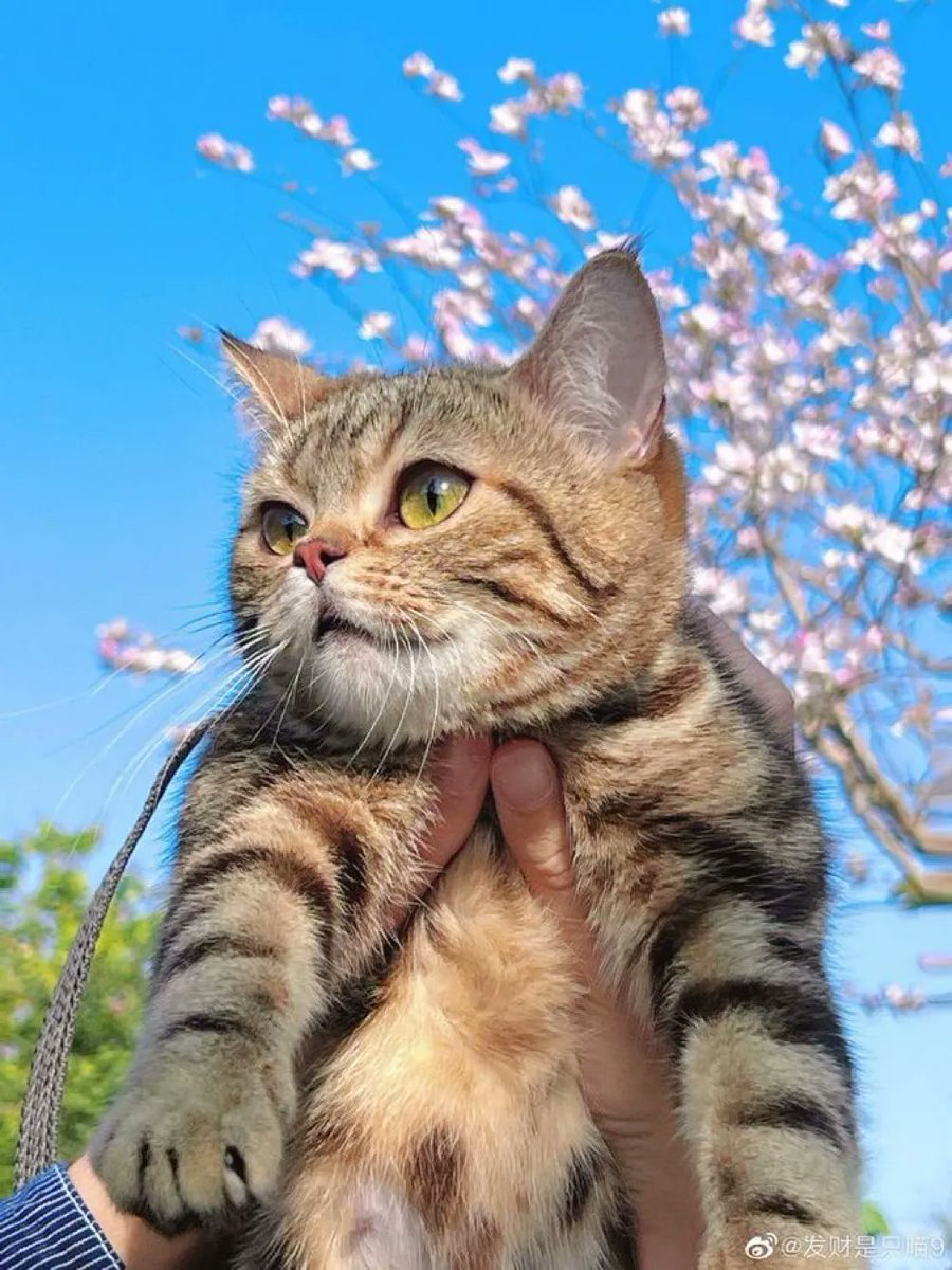 ShouldHaveCat's tweet photo. https://t.co/K3UrKHFxwp