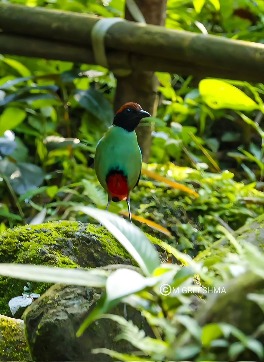 opsimath6's tweet photo. The many moods of a Hooded pitta(Pitta sordida), Lower Siang, After 'OTA' these guys have made me do the most 'crawling'  😬 #BirdsSeenIn2023 #Birding #Indiaves #ArunachalPradesh #BirdsOfIndia #canonphotography https://t.co/3c8JECTH0n