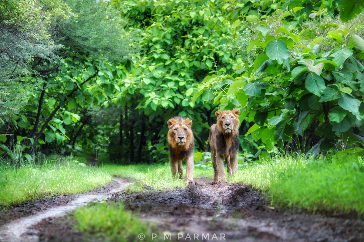 Dominant male in girnar
#animals #brother #Lions