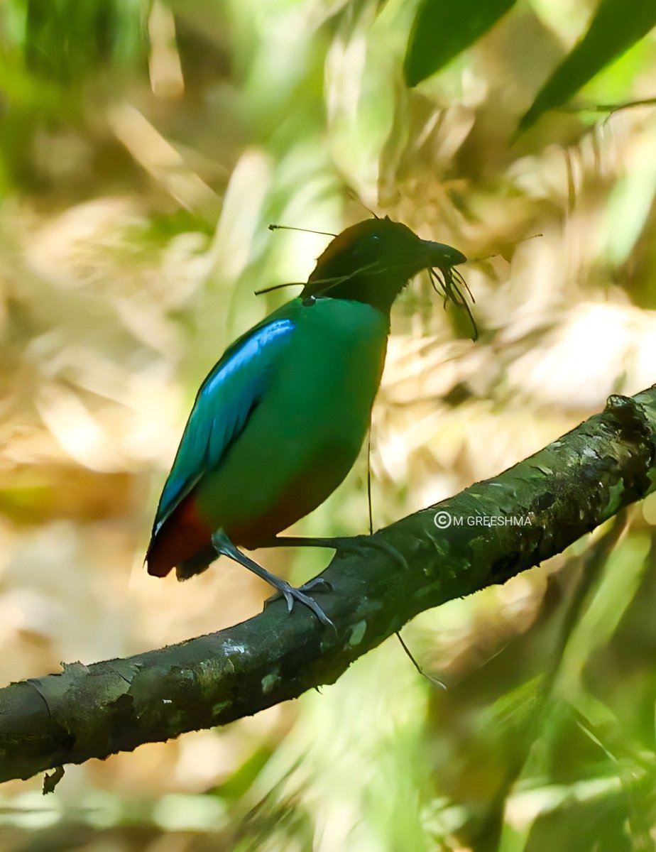 The many moods of a Hooded pitta(Pitta sordida), Lower Siang, After 'OTA' these guys have made me do the most 'crawling'  😬 #BirdsSeenIn2023 #Birding #Indiaves #ArunachalPradesh #BirdsOfIndia #canonphotography