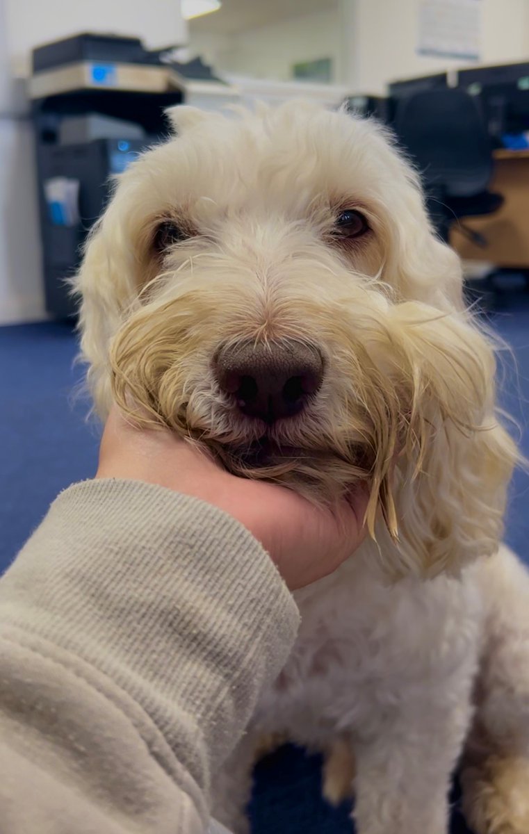 AlphaRailLtd's tweet photo. Happy National Dog Day(for tomorrow) to Charlie, everyone's favourite employee at Alpha Rail 🐶💘 https://t.co/Jrpu5Gemtm