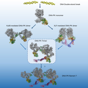 Structure (@structure_cp) on Twitter photo Team headed by Amanda Chaplin reports the cryo-EM structure of a DNA-PK trimer, which is a key enzyme for DNA double-strand break repair and they discuss the potential for higher order DNA-PK assemblies <a href="/AmandaChaplin10/">Amanda Chaplin</a> <a href="/BiocEMcam/">BiocEM Cambridge</a> <a href="/uniofleicester/">University of Leicester</a>
cell.com/structure/full… Team headed by Amanda Chaplin reports the cryo-EM structure of a DNA-PK trimer, which is a key enzyme for DNA double-strand break repair and they discuss the potential for higher order DNA-PK assemblies <a href="/AmandaChaplin10/">Amanda Chaplin</a> <a href="/BiocEMcam/">BiocEM Cambridge</a> <a href="/uniofleicester/">University of Leicester</a>
cell.com/structure/full…