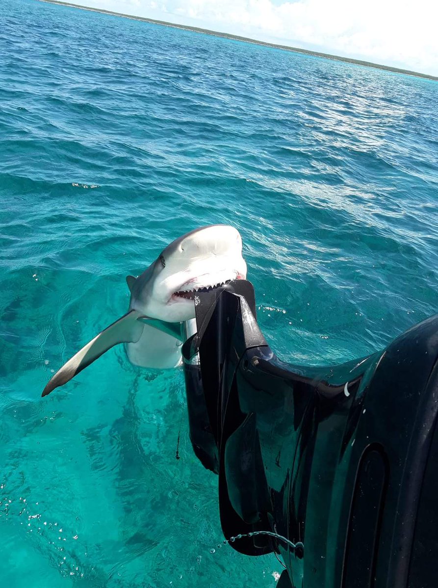 SharkiesOTD's tweet photo. ♡ Don't mind me, just getting a snack ! https://t.co/BN5bCihAMd