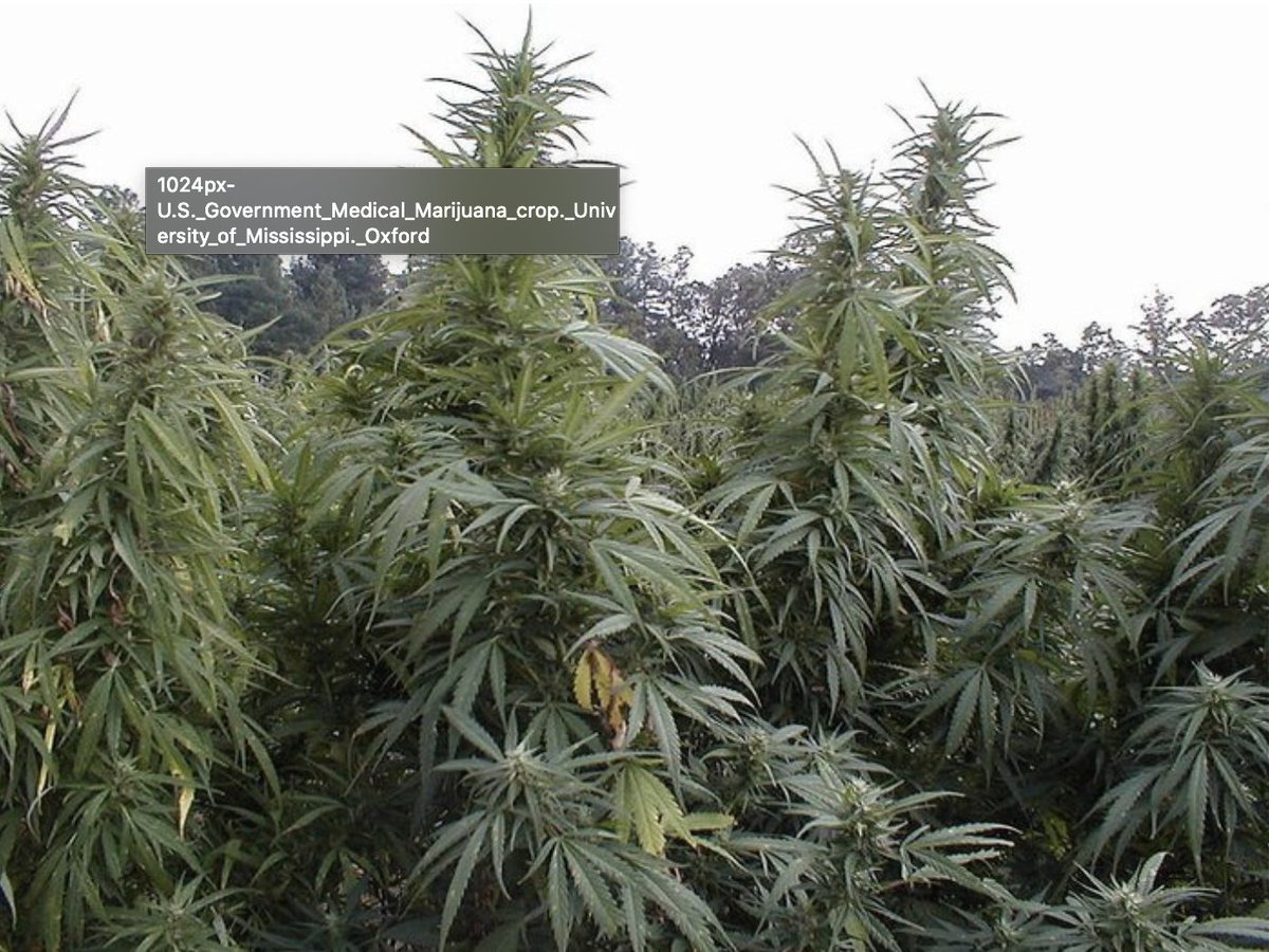 Leafbuyer's tweet photo. Tips and Tricks for Growing Marijuana in a Wet Climate
https://t.co/WY2omjucR0
#marijuana #Tips #CannabisCommunity #cannabisindustry https://t.co/wq6OETGDWH
