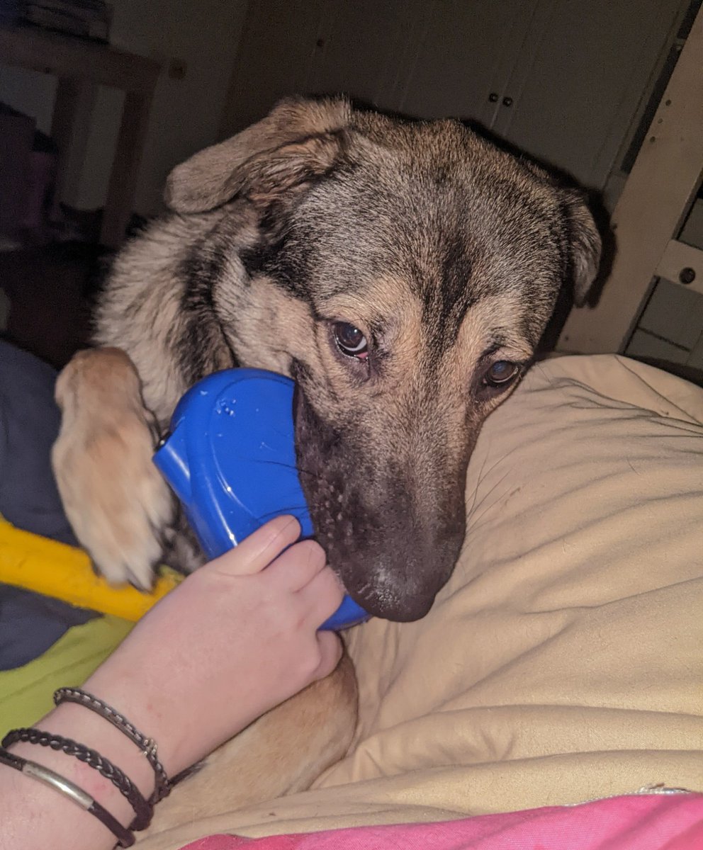 Εχεις και τον άλλον ξημέρωμα να θέλει έξω κ να φέρνει το λουρί του🤣