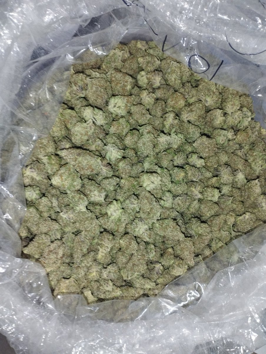 DrChillThailand's tweet photo. We love the smell of weed in the morning!
#wifiOG #weed #weedsmokers #WeedLovers #CannabisCommunity #cannabisindustry #cannabis #cannabisculture https://t.co/2AVcImQ69J