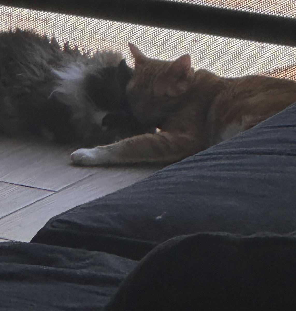 Karas_P's tweet photo. Lo que alegro mi shitty day, es ver a estos peludos ❤️ https://t.co/KrXw7HodYy