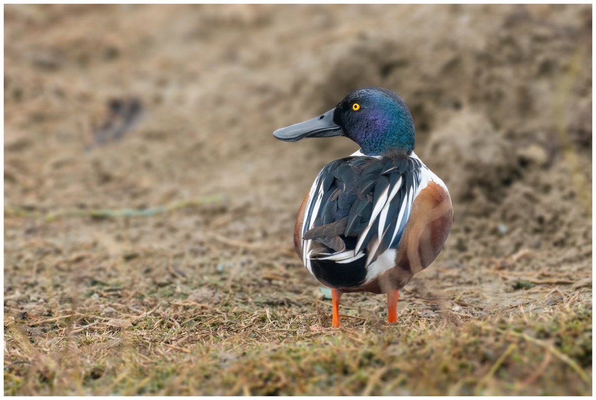 The bristled bill.

Zoom-in to see the tagline in reality.

Northern Shoveler.
Nikon D500 + 200-500mm

#IndiAves #TwitterNatureCommunity #Birdland #britishbirds #mybirdcards #BirdGang #BirdsOfTwitter @HaryanaTourism @RandeepHooda @Britnatureguide @WildlifeMag