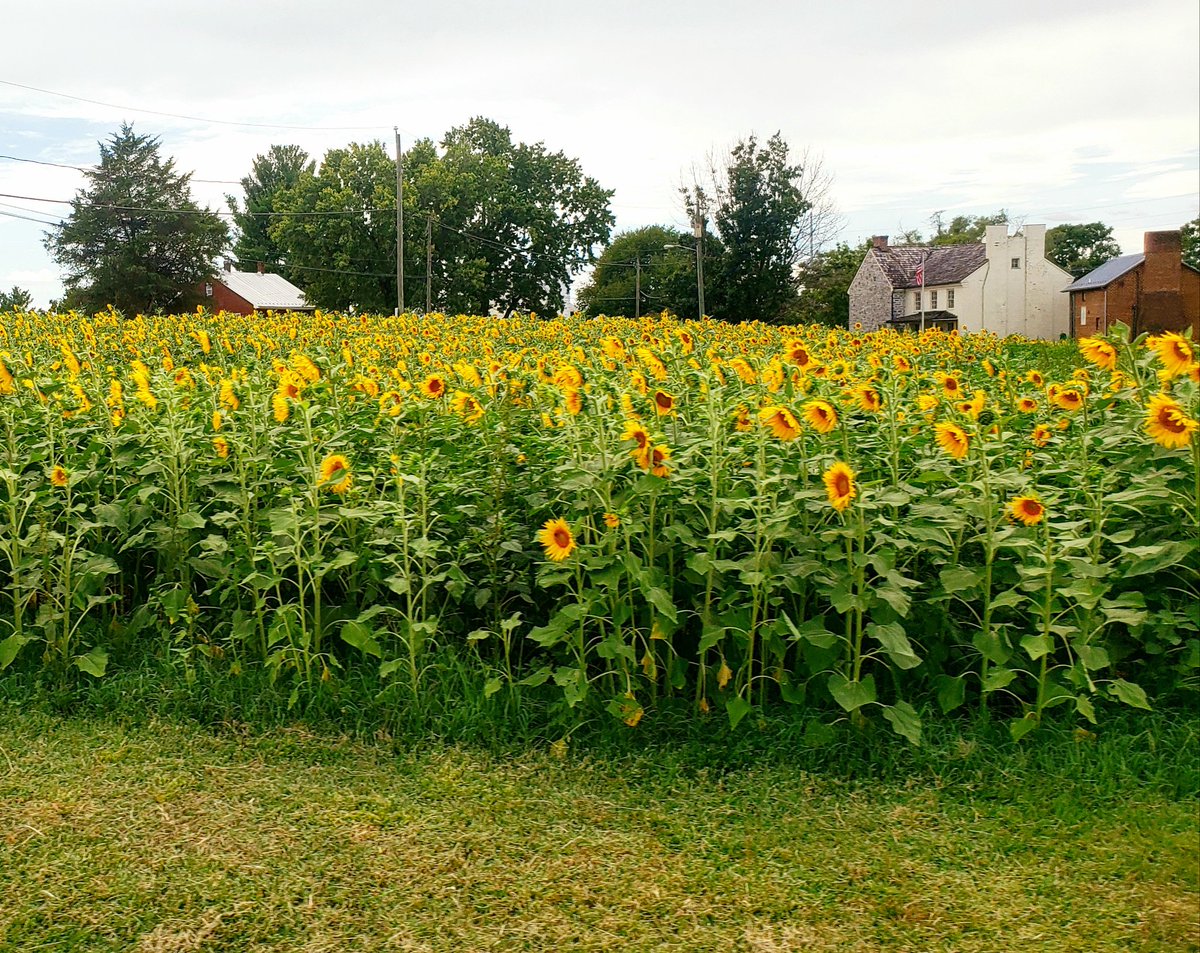 DaAngryOstrich's tweet photo. Local farmer planted sunflowers for anyone to pick. https://t.co/2ahKjHi0DW