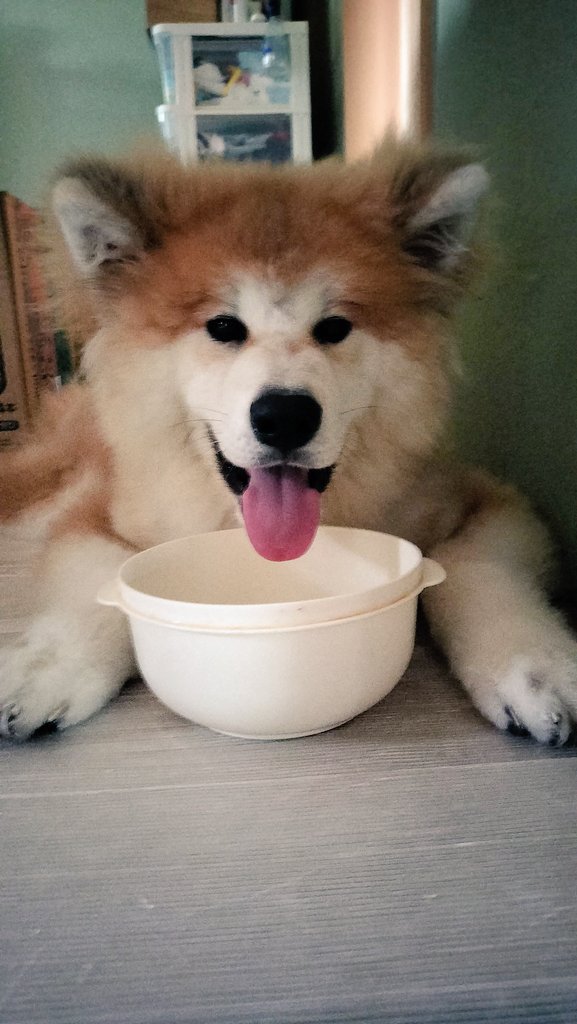 YoC045's tweet photo. @odate_akitainu また遊んでね！ハチより https://t.co/RE08US4PP8