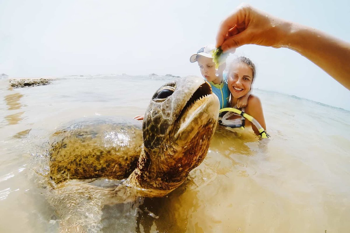 lankagetaways's tweet image. Swimming alongside graceful turtles in the turquoise waters of Unawatuna, Sri Lanka 🐢🌊 An unforgettable encounter with nature's beauty! #TurtleTales #UnawatunaAdventures

Visit: lankagetaways.com