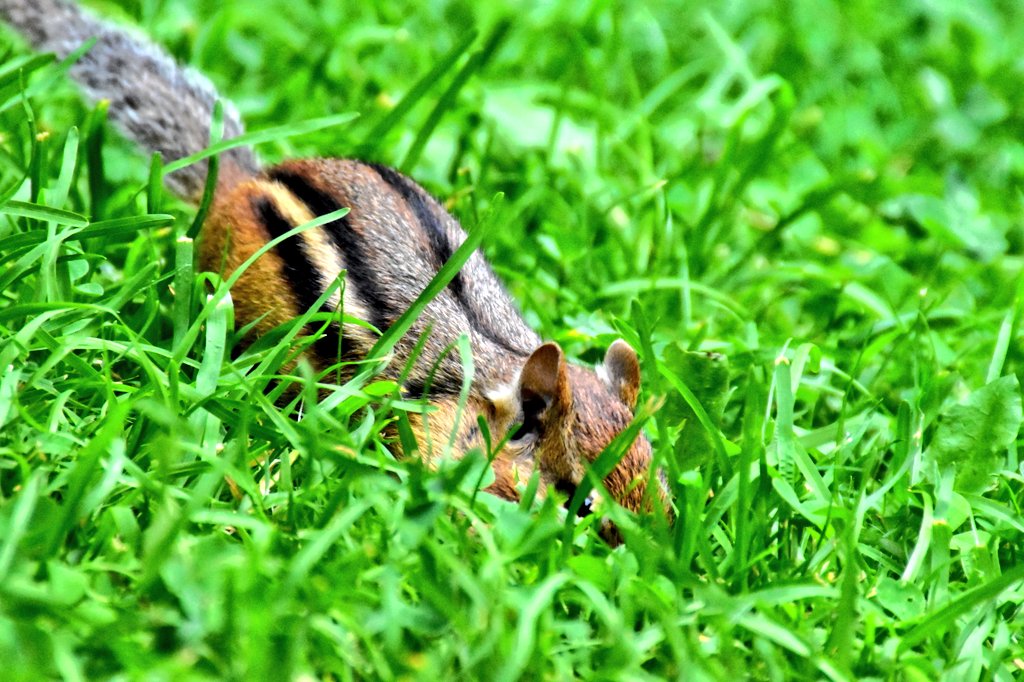 yanneyboy1's tweet image. Came back from work today...
Spent some time with my local wildlife buddies...
&amp;amp; realized once again that animal's extra sensory perception is probably 100X better than 99% of the city dwelling humans out there. 

#listentonature #connectwithnature #beonewithnature #naturewizard
