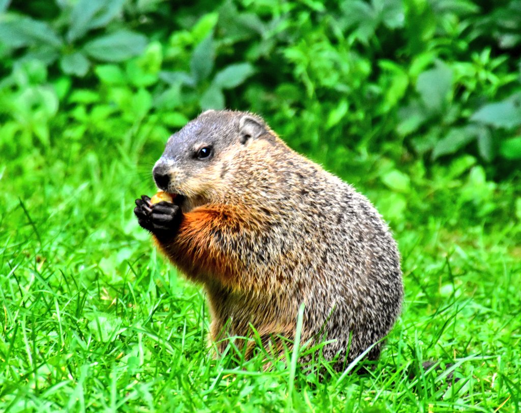 yanneyboy1's tweet image. Came back from work today...
Spent some time with my local wildlife buddies...
&amp;amp; realized once again that animal's extra sensory perception is probably 100X better than 99% of the city dwelling humans out there. 

#listentonature #connectwithnature #beonewithnature #naturewizard