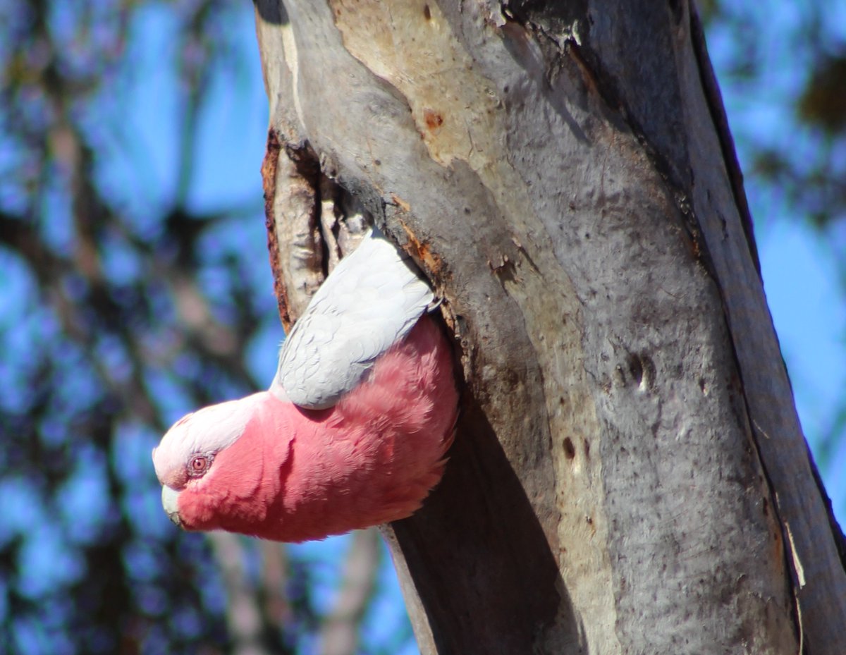 GerrutN's tweet image. A nesting galah (Eolophus roseicapilla) in the study site in the Mid North of South Australia