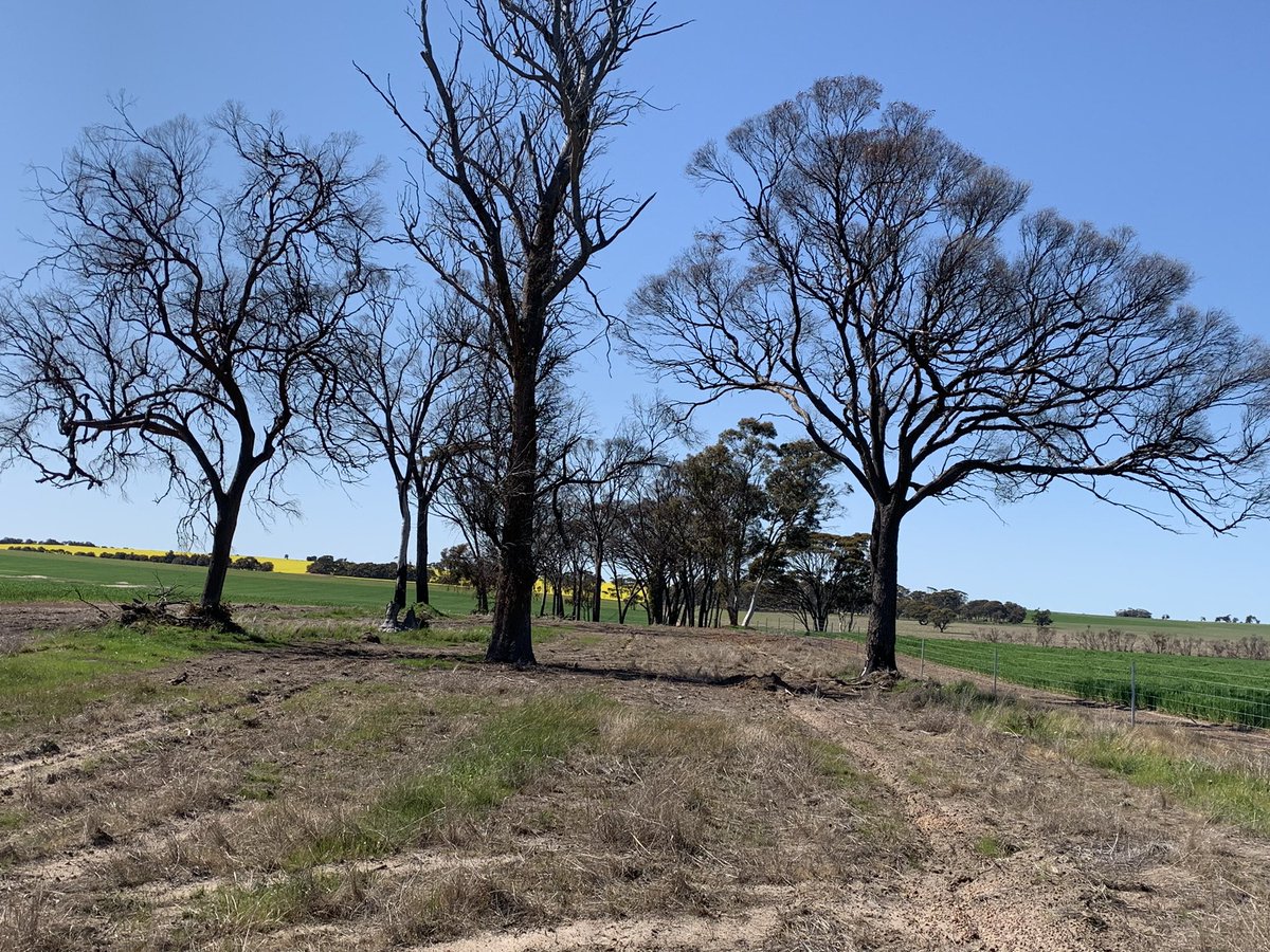 AudreyBird55's tweet photo. 19 months since we had a close call with the #NarroginWickepin fire thanks to #Westernpower These once beautiful old dead trees reminds us of that. Happy to be planting back shrubs & trees this year https://t.co/YspYuWLlLX
