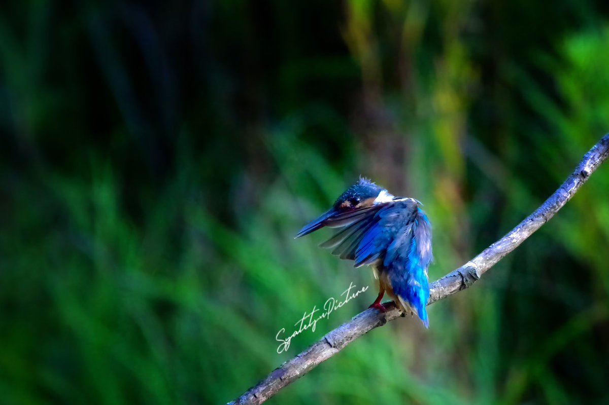 『KingFisher』

#カワセミ
#野鳥
#PENTAX
#pentaxk3mkiii
#写真好きな人と繋がりたい 
#カメラ好きな人と繫がりたい
#写真で伝える私の世界 
#ファインダー越しの私の世界