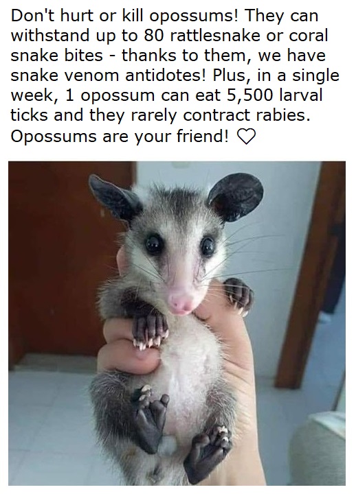 Indigenous (@americanindian8) on Twitter photo 