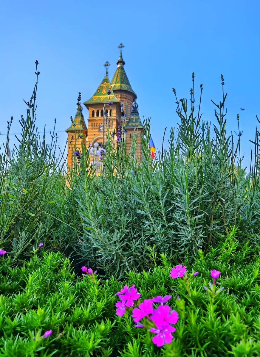 Travel_2Romania's tweet photo. ☂️☂️🌈☂️☂️👤🚶🏼™️📲🔝
La Pas Prin Timisoara #Timisoara #visittimisoara #cityphotography #phonephotography 📲 #unbrellastreet 🌸🌸⛪🔝™️
©️ Adrian T Photographer
#DiscoverRomania https://t.co/uwzudci9LE