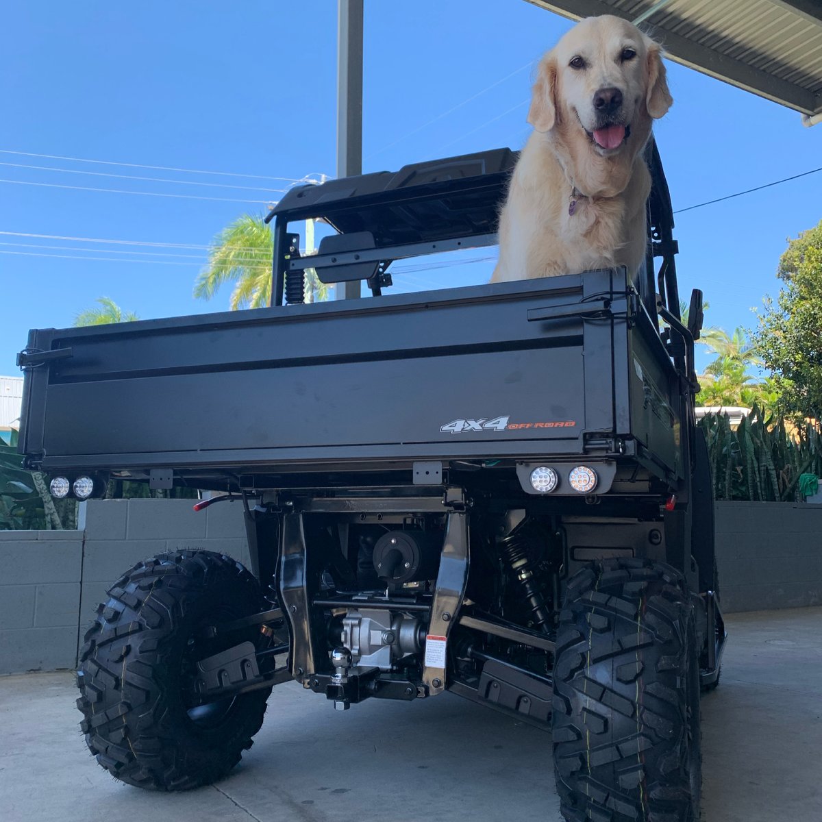 GroupWingman's tweet image. Say hello to Willow. She just loves the Linhai Archon 400 side-by-side. It is the perfect off-road vehicle to transport you and your fur family. 

For more information about this vehicle visit wingmanmg.com.au

#wingmanmotorgroup #offroad #utv #atv #sidebyside #4wd #farm
