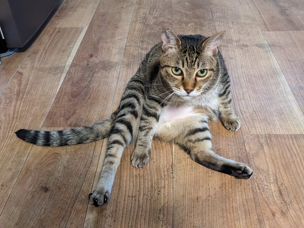 catteriaYs's tweet photo. うちの子は取られていました😂 https://t.co/42tzaapDBd