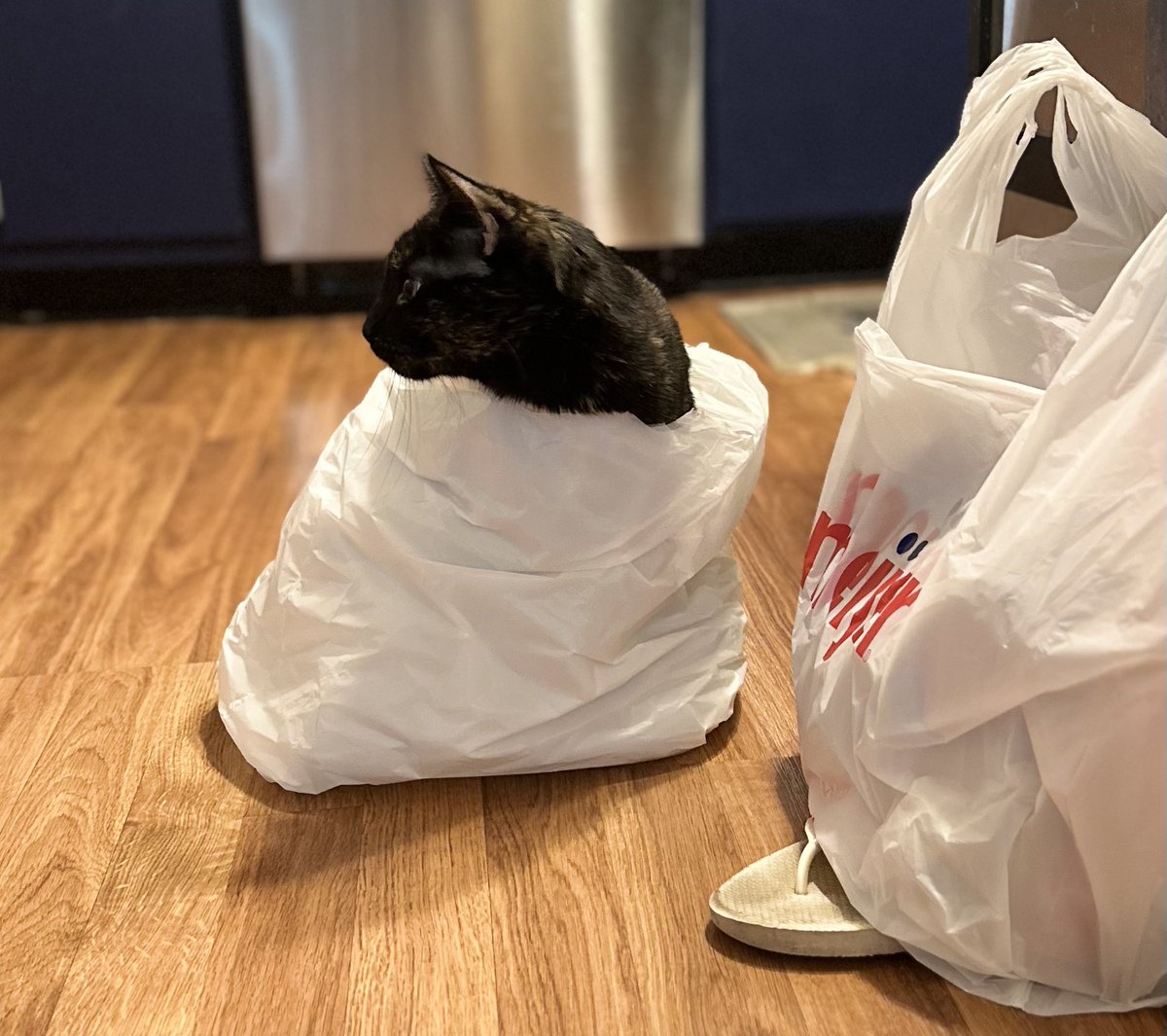 TheMuppet007's tweet photo. @Dominoandhermum Unfortunately I haven’t eliminated all the cat tendencies - I found her in a grocery bag the other day https://t.co/waismFQJsx