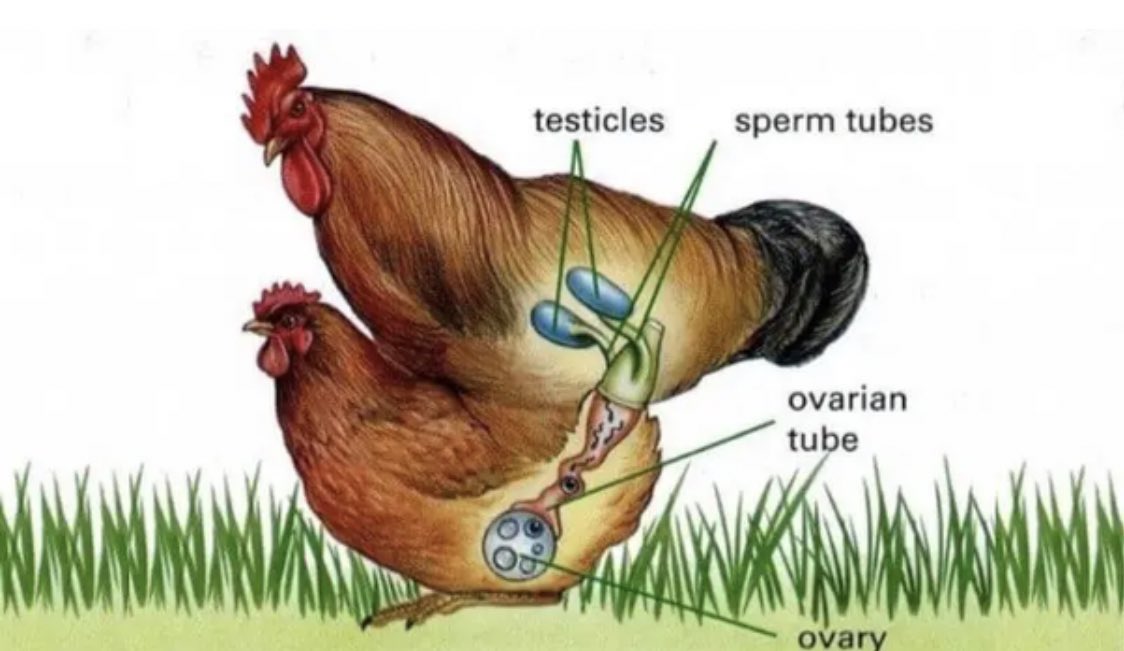 How are chicken eggs fertilized by roosters? #Thread