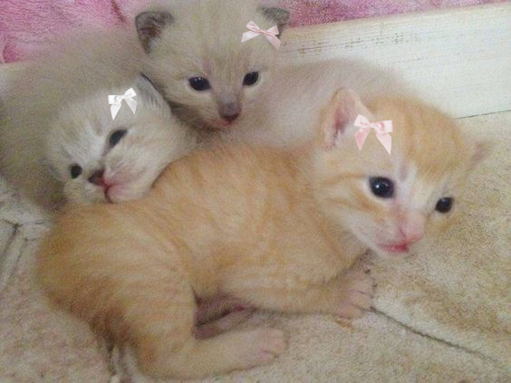 pastelzia's tweet image. 