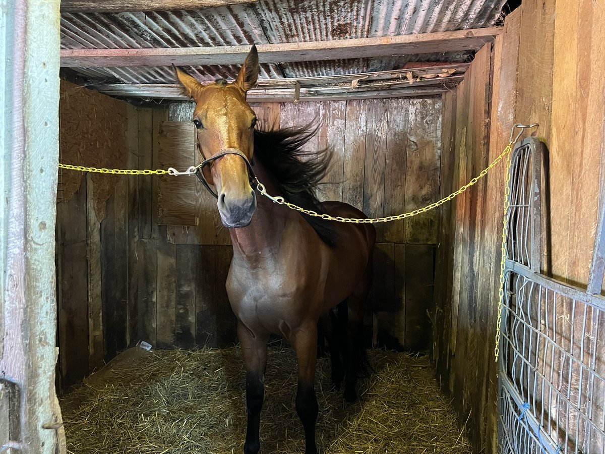 JoniSextonDLS's tweet photo. Our horse, All About Faith #5, raced and placed fourth tonight at the Darke County Fair! She set a new lifetime mark and had some stiff competition. I am so proud of her! 😁💜 #AllAboutFaith #OHHA https://t.co/9J3ub5oltL