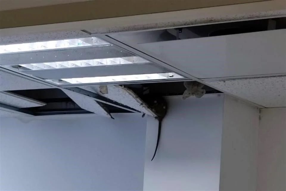 malavidaqro's tweet photo. #Nacional #NuevoLeón: Denuncian plaga de ratas en el Hospital de Traumatología de @Tu_IMSS, en el centro de #Monterrey.

Las ratas se han visto en el área de urgencias, en el laboratorio e incluso en el almacén de la Unidad de Alta Especialidad No. 21.

¿Casi como Dinamarca? 🇩🇰🐀 https://t.co/FkYTz8oapZ