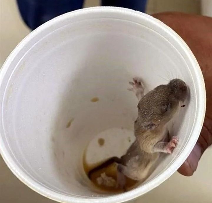 malavidaqro's tweet photo. #Nacional #NuevoLeón: Denuncian plaga de ratas en el Hospital de Traumatología de @Tu_IMSS, en el centro de #Monterrey.

Las ratas se han visto en el área de urgencias, en el laboratorio e incluso en el almacén de la Unidad de Alta Especialidad No. 21.

¿Casi como Dinamarca? 🇩🇰🐀 https://t.co/FkYTz8oapZ