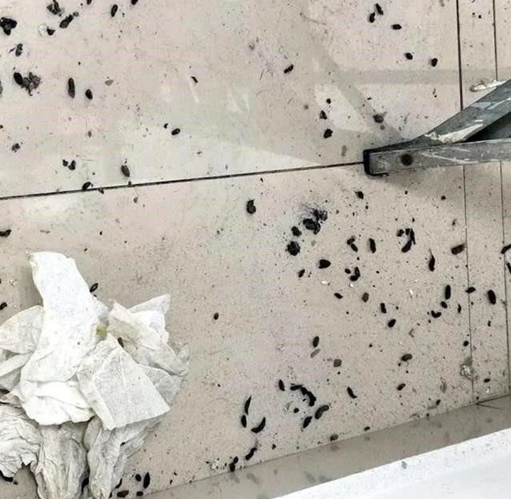 malavidaqro's tweet photo. #Nacional #NuevoLeón: Denuncian plaga de ratas en el Hospital de Traumatología de @Tu_IMSS, en el centro de #Monterrey.

Las ratas se han visto en el área de urgencias, en el laboratorio e incluso en el almacén de la Unidad de Alta Especialidad No. 21.

¿Casi como Dinamarca? 🇩🇰🐀 https://t.co/FkYTz8oapZ