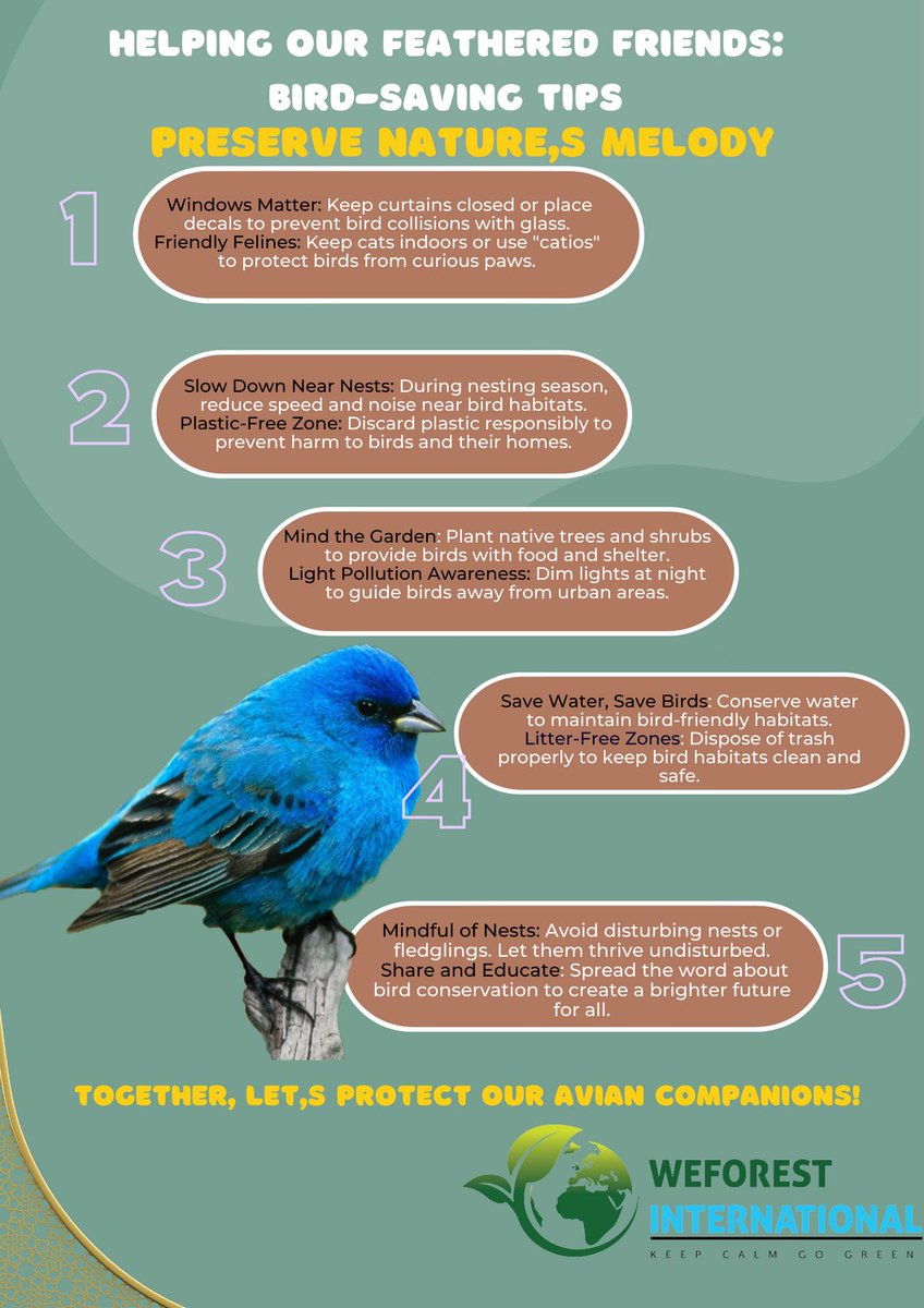 Weforestinter's tweet photo. 🐦🌳 Help Our Feathered Friends: Bird-Saving Tips 🌳🐦Let's create a safer world for our winged companions! 🕊️ Here are 10 simple ways to protect birds and their habitats. 🌿 Spread the word and make a difference together!
 #SaveTheBirds #NatureHarmony https://t.co/wWPtarJLy5