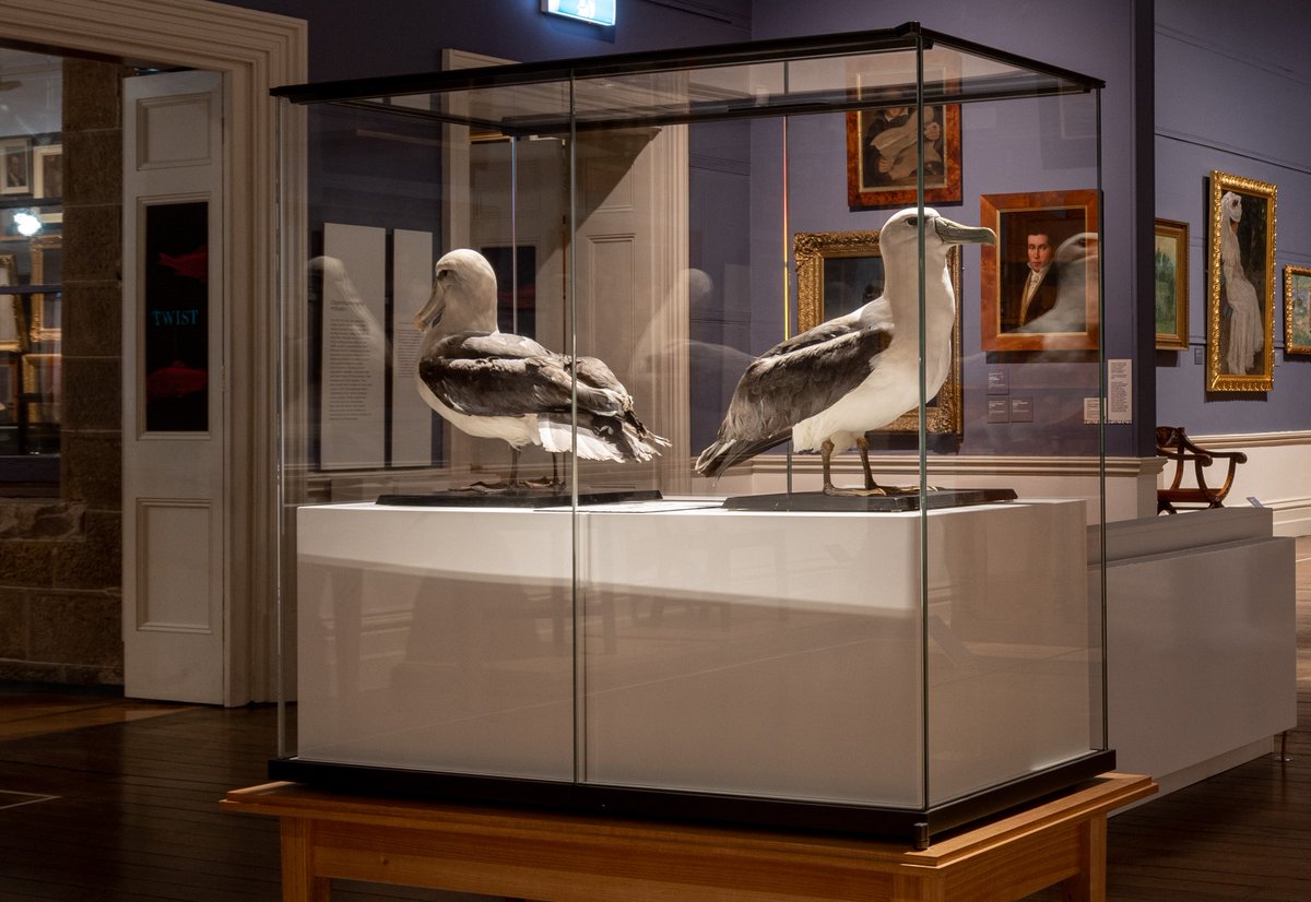 Did you know that TMAG has an albatross collection with over 750 specimens? It has been the focus of a new research paper co-authored by TMAG's Senior Curator of Vertebrate Zoology and Palaeontology, Dr David Hocking. Learn more here: ow.ly/2aYK50PEbo8 📸: Rosie Hastie