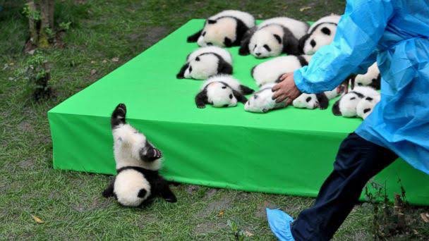senjatanuklir's tweet photo. Tau gak kalo semua panda di negara lain selain Tiongkok itu ‘pinjaman’? Jadi nanti bakal dibalikin lagi ke Tiongkok. #reistrivia

Sejak tahun 1984, Tiongkok sudah tidak ‘memberikan’ panda (pengecualian 2007 ke Hong Kong) & menerapkan sistem lease yg biasanya berlaku 10 tahun yg bisa di-extend.
