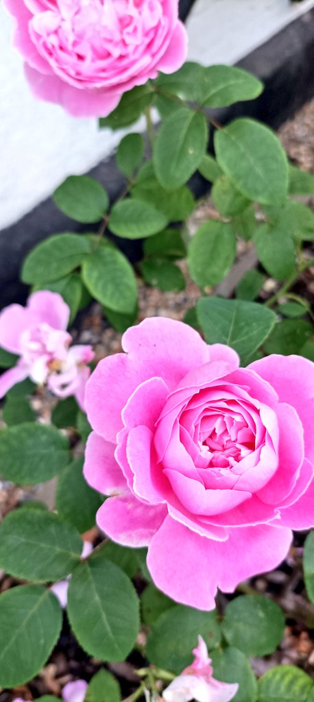 JustineMusiime's tweet photo. Pink, yellow, red roses and the sun from my morning run-walk today.
Have a sore Achilles from going up and down steps lots of times a few days ago. Hope your #WeActiveChallenge is going well. #ActiveAHPs #HappyFriday https://t.co/C2EtsE890B