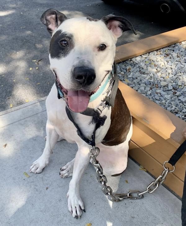 Dumped for human “allergies”, Zeus (we’re calling him Zac) 180365 arrived just August 20, now TBK Saturday in NYCACC. So scared he retreats to the back of his kennel, but when outside is social, affectionate and wiggly. A lovable 2yo who’s in need of a lot of help. His family…