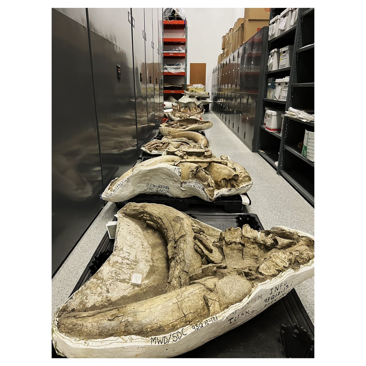 olsonquest's tweet photo. day one of #paleocon at @WesternCenter and hey even got a new poem on the books (whisper) and touched fossilized poooooooop https://t.co/j76ynGSX4k